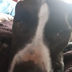 Meet your Posher, Maxine